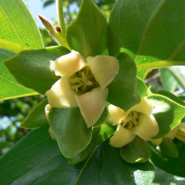 Diospyroskaki4.jpg