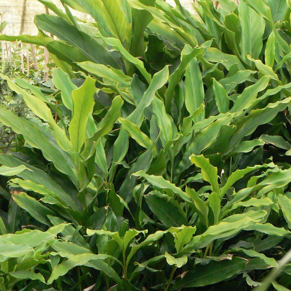 Elettariacardamomum4.jpg