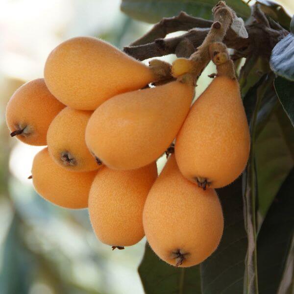 Eriobotryajaponica1.jpg