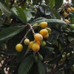 Eriobotryajaponica2.jpg