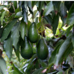 Ettinger Avocado אבוקדו אטינגר פירות על העץ