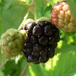 אוסנה (פטל שחור) משובחת Blackberry Eubatus