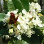 Eugeniabrasiliensis6.jpg