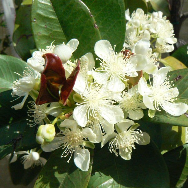 Eugeniabrasiliensis6.jpg