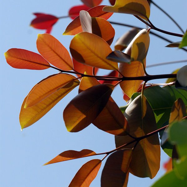 Eugeniajambolana1.jpg