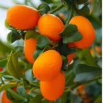 Evergreen Shrub Kumquat Citrus Family.jpg S=1024x1024&w=is&k=20&c=5eonfmcfkwxdyo0sv56amo2qieegjxbpr7b0c6s6dxa=