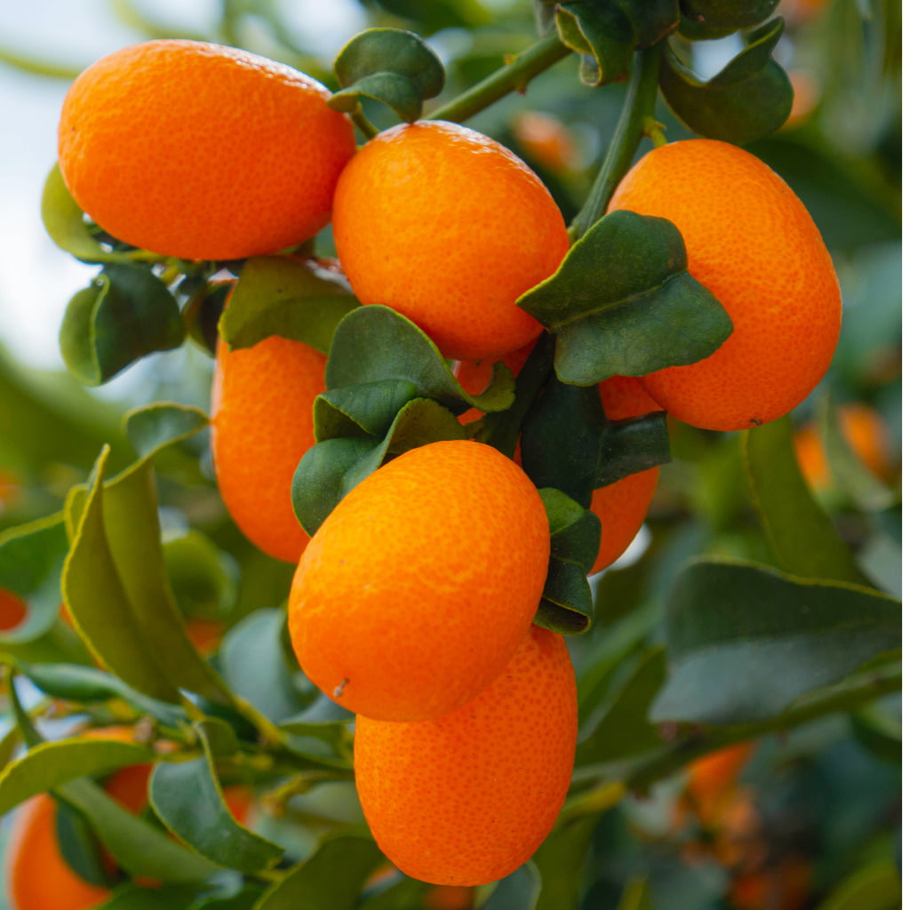 Evergreen Shrub Kumquat Citrus Family.jpg S=1024x1024&w=is&k=20&c=5eonfmcfkwxdyo0sv56amo2qieegjxbpr7b0c6s6dxa=