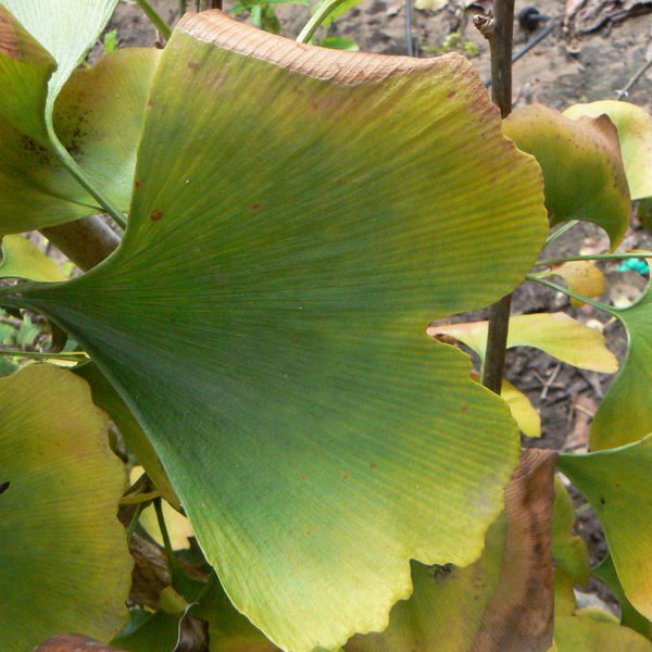 Ginko biloba גינקו בילובה