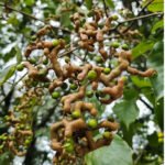 Hovenia Dulcis Loaded With Fruits In A Farm In Brazil.jpg S=1024x1024&w=is&k=20&c=rpehbsioeuzk8rq Qswyle1nvg8y7ugh0bnx Dxi Q=