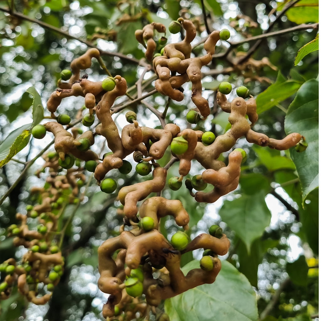 Hovenia Dulcis Loaded With Fruits In A Farm In Brazil.jpg S=1024x1024&w=is&k=20&c=rpehbsioeuzk8rq Qswyle1nvg8y7ugh0bnx Dxi Q=