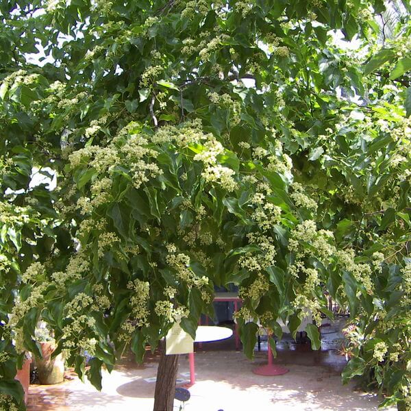 Hoveniadulcis3.jpg