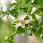Beautiful Scenery, A Blooming Sprig Of Citrus Plant Microcitrus Australasica, Finger Or Caviar Lime, With Small White And Pink Flowers, Green Leaves And Thorns. Indoor Citrus Tree Growing. Close Up