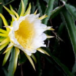 White Dragon Fruits Flora Blooming On Climber Planting Floral Nature Background