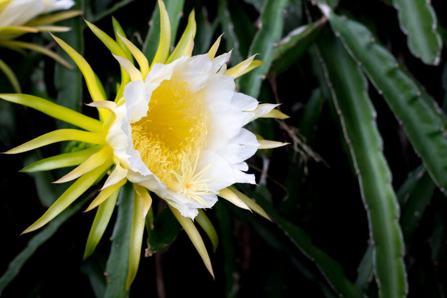 White Dragon Fruits Flora Blooming On Climber Planting Floral Nature Background