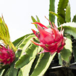 Ripe Pitahaya Fruit On A Pitahaya Tree שתיל פיטאיה פורח