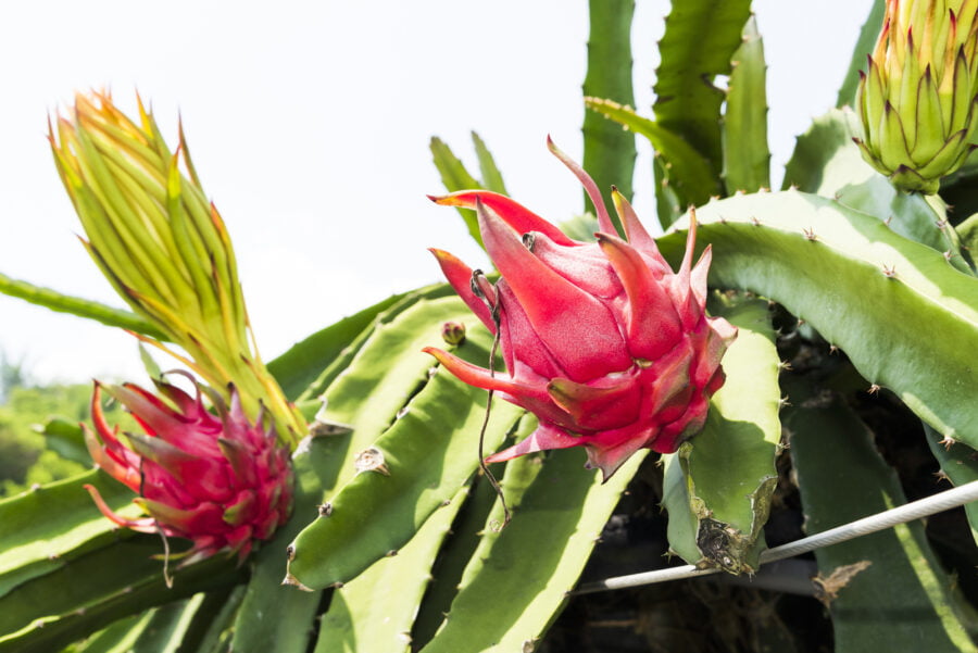 Ripe Pitahaya Fruit On A Pitahaya Tree שתיל פיטאיה פורח