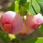Unripe Pink Rabbiteye Blueberries Ready For Harvest