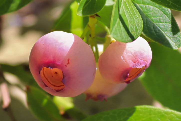 Unripe Pink Rabbiteye Blueberries Ready For Harvest