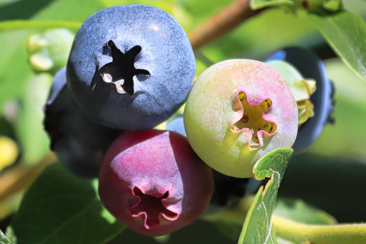 A Macro Of Blueberries In Various Stages Of Ripening