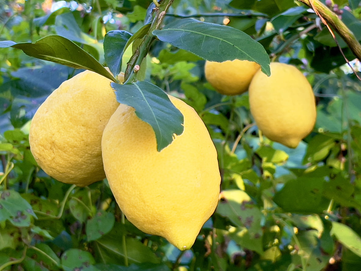 Organic Lemon Tree