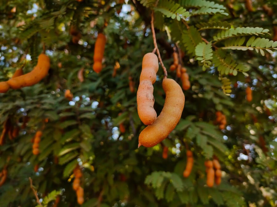 פירות תמרינדי תלויים על עץ תמרינדי
