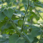 Physalis Peruviana Cape Goose Green Ripening Fruit On Shrub In Husk, Green Leaves