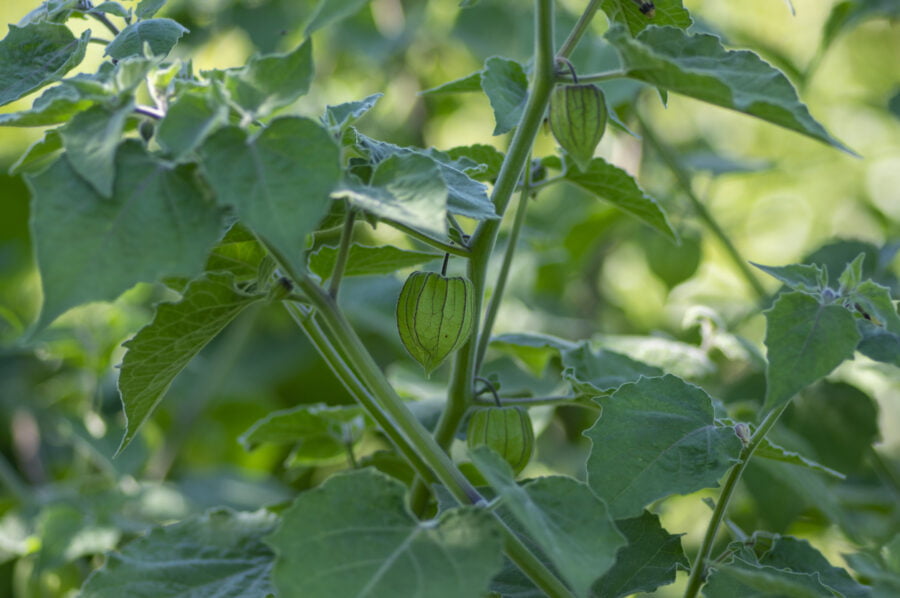 Physalis Peruviana Cape Goose Green Ripening Fruit On Shrub In Husk, Green Leaves