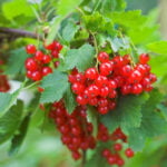 Cranberries