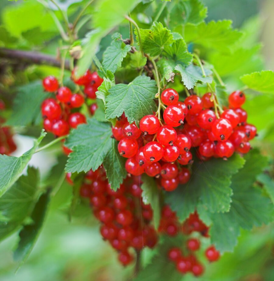 Cranberries