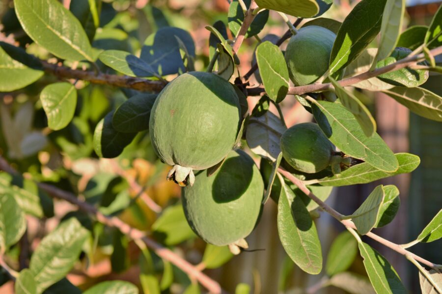פירות פיג'ויה Feijoa Acca Sellowiana
