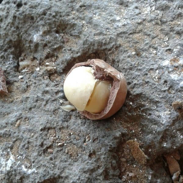 Macadamia3.jpg
