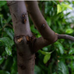 Melicoccus Bijugatus Honeyfruit Tree Sapindaceae From Sout America.jpg S=1024x1024&w=is&k=20&c=chztzpbbky92qeajzhpmv5ljwbaneyyhcqj Iwdlvrw=