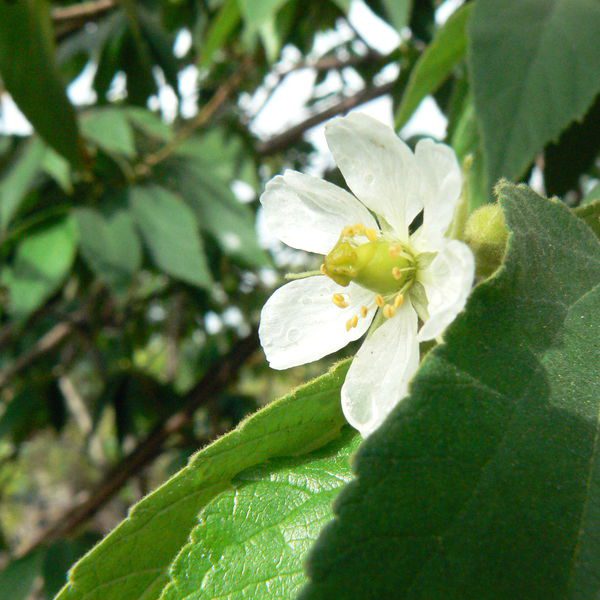 Muntingiacalabura6.jpg