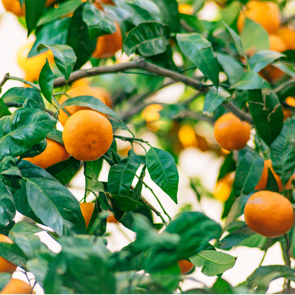 Orange Mandarin On The Tree Ripe Tangerine Montenegrin Mandari.jpg S=1024x1024&w=is&k=20&c=gx6xg5jn7g8kugblblf1tiqu8utvngb Qaxk1lx4eh8=