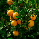 תפוז מתוק פרנסאווי (צרפתי) Citrus Sinensis French