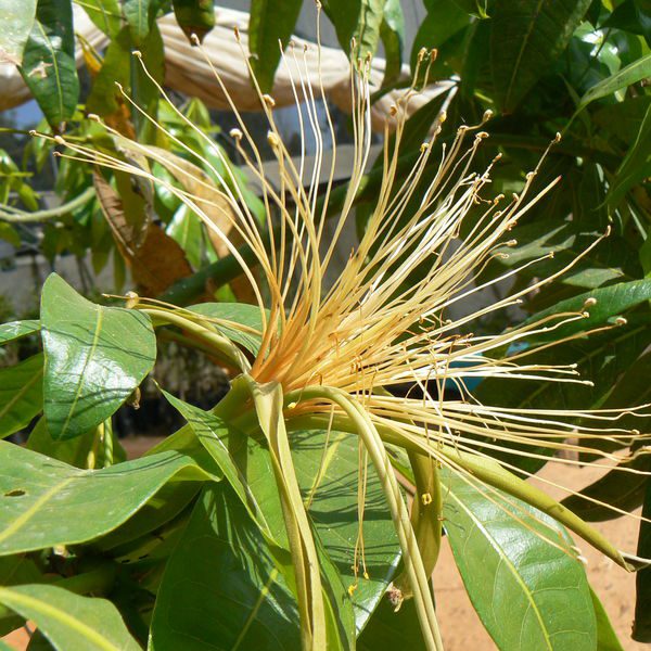 Pachiraaquatica3.jpg