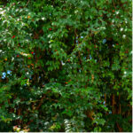 Pitanga Is The Fruit Of Pitangueira Dicotyledonous Of The Family Of Mirtaceae It Has The.jpg S=1024x1024&w=is&k=20&c=rtiwptpzmpxq5smomkgazzwzqkqtnxawdm7ziuf7v6m=