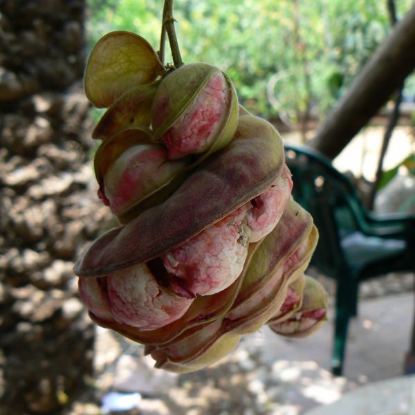 Pithecelobiumdulce.jpg