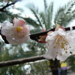Prunusarmeniaca1.jpg