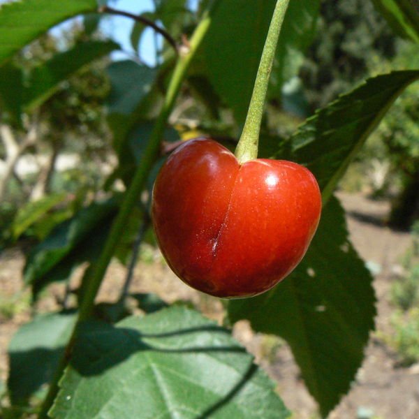 Prunusavium.jpg