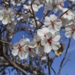 Prunusdulcis1.jpg