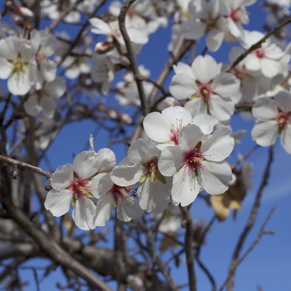 Prunusdulcis1.jpg