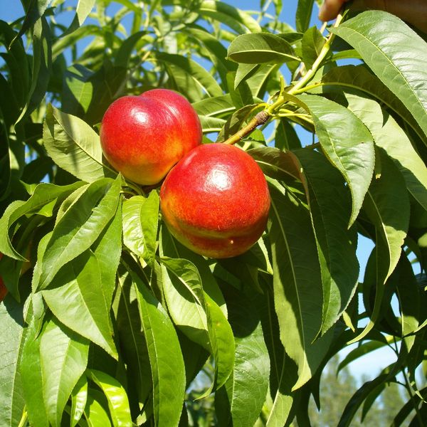 Prunuspersicanectarina.jpg