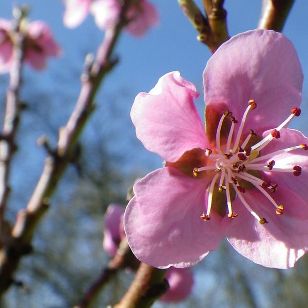 Prunuspersicanectarina1.jpg