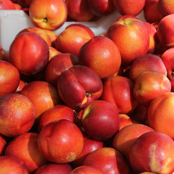Prunuspersicanectarina2.jpg