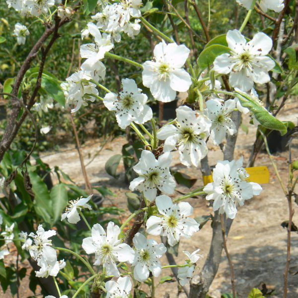 Pyrus1.jpg