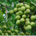 Quenepas.jpg S=1024x1024&w=is&k=20&c=fb7wxrrqs4votcthciqu5b 6pd01ritjh7mgpadh2ho=