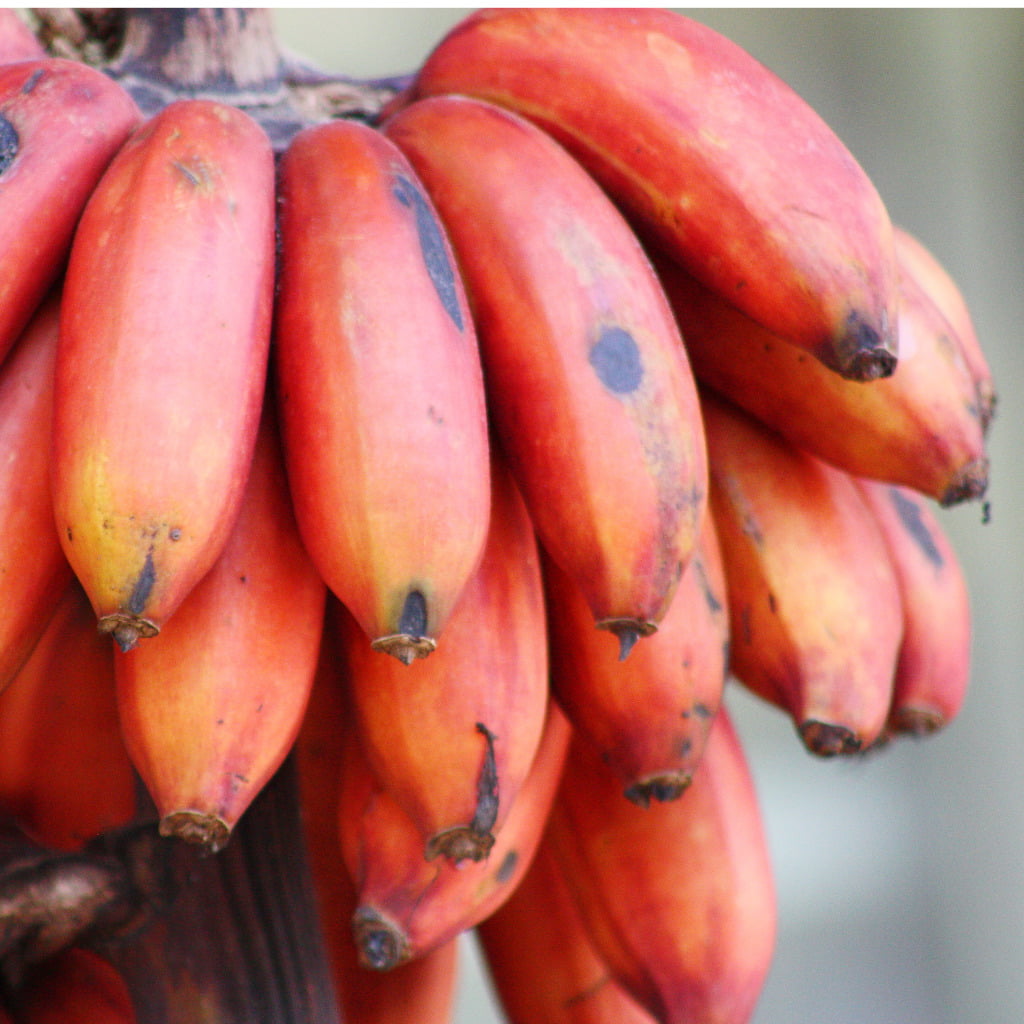 Red Bananas Sri Lanka.jpg S=1024x1024&w=is&k=20&c=kjcakc0dwcdzfidjfa6lhxfqmnl8yo2g5dfxzrlb4vc=