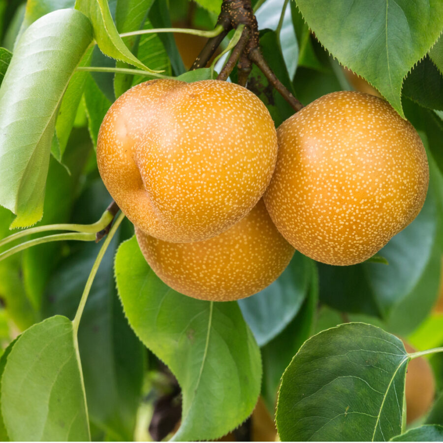 Ripe Organic Nashi Pears Hanging On Nashi Pear Tree.jpg S=1024x1024&w=is&k=20&c=p Zyjr Zxqsvgs Zb1wfxq 76aqwml 4jbm1h3cagzy=