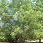 Sclerocaryabirrea2.jpg